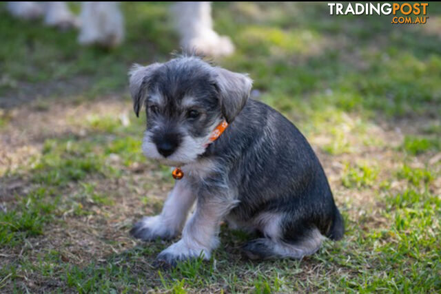 Beautiful Miniature Schnauzer Puppies