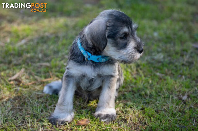 Beautiful Miniature Schnauzer Puppies