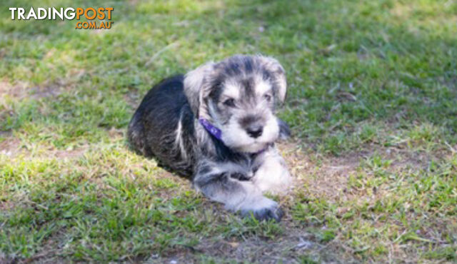 Beautiful Miniature Schnauzer Puppies