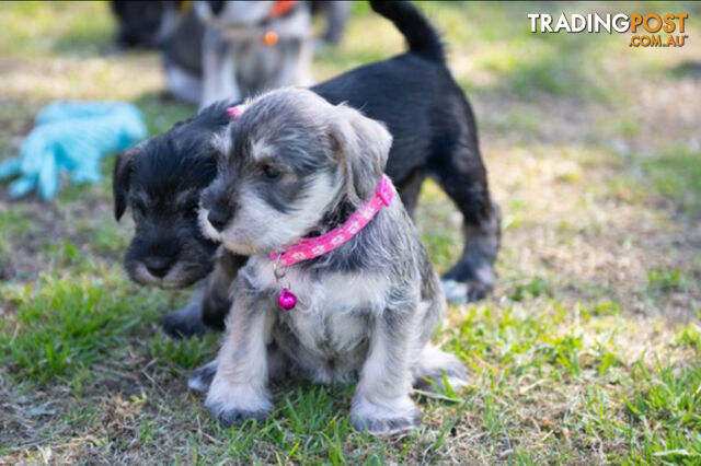 Ready to go! Beautiful Miniature Schnauzer Puppies