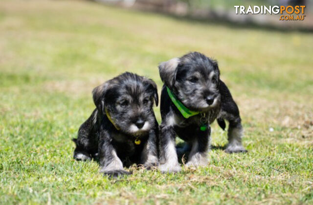 Ready to go! Beautiful Miniature Schnauzer Puppies