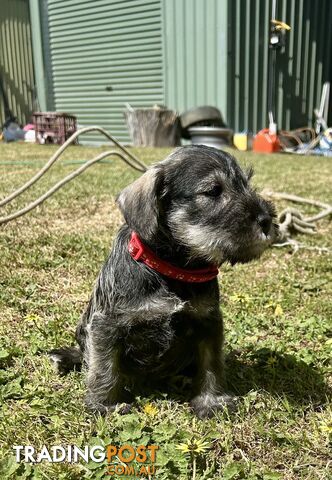 Ready to go! Beautiful Miniature Schnauzer Puppies