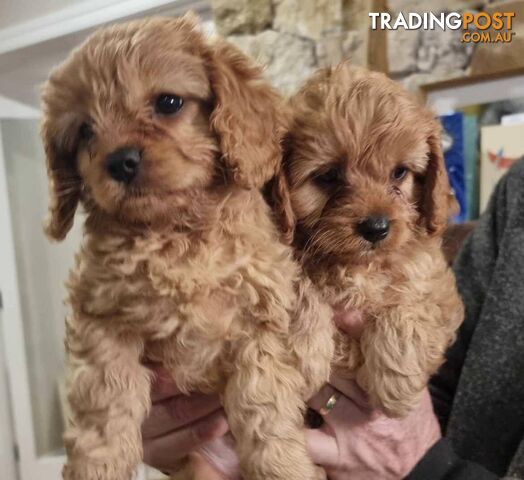 last apricot boy , and blck girl Ist Gen toy cavoodle ready for his forever home