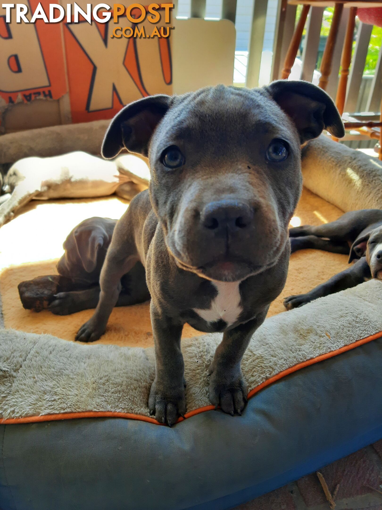 Blue AmStaff Puppies