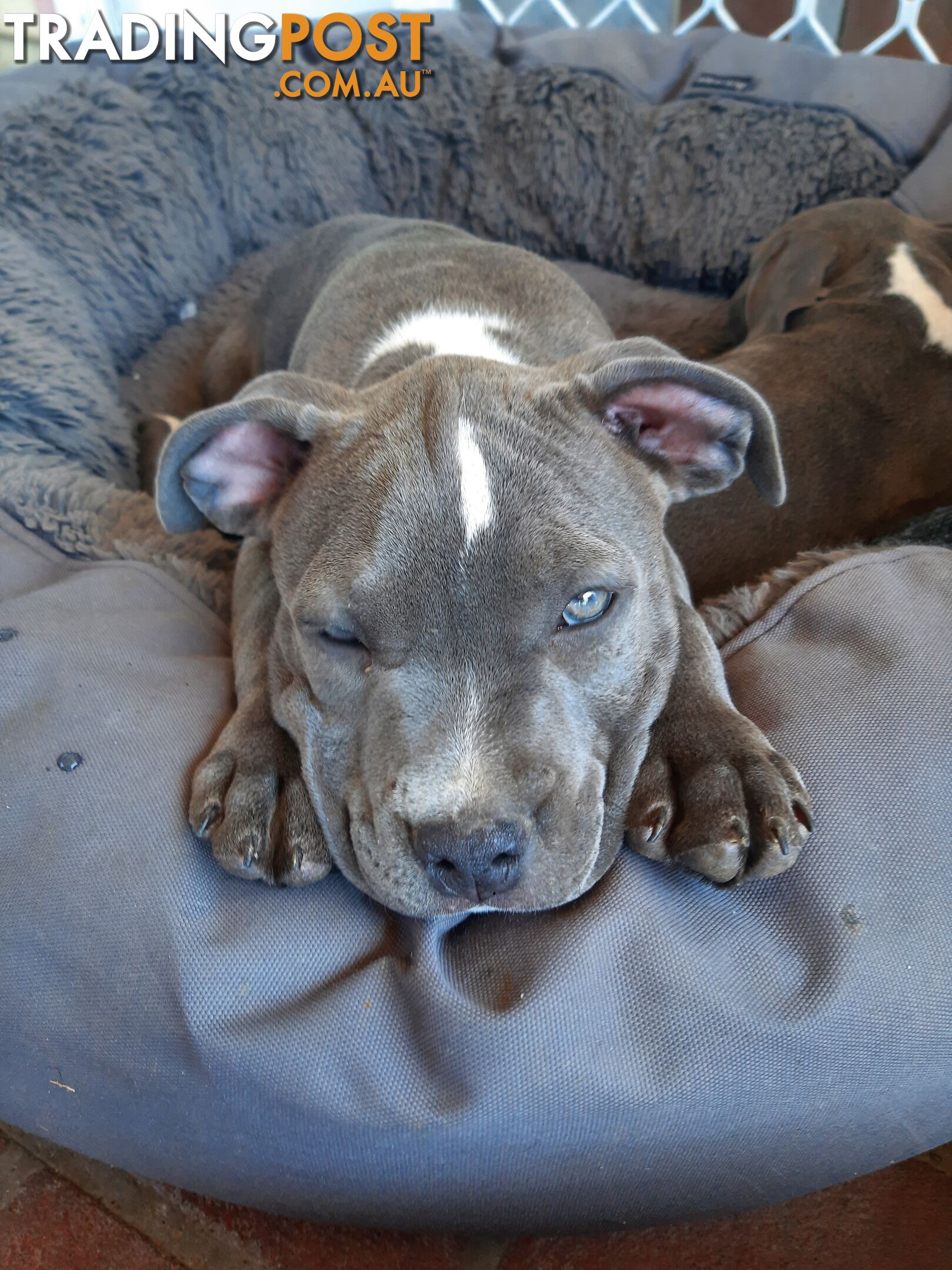 Blue AmStaff Puppies