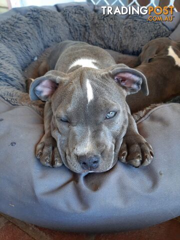 Blue AmStaff Puppies