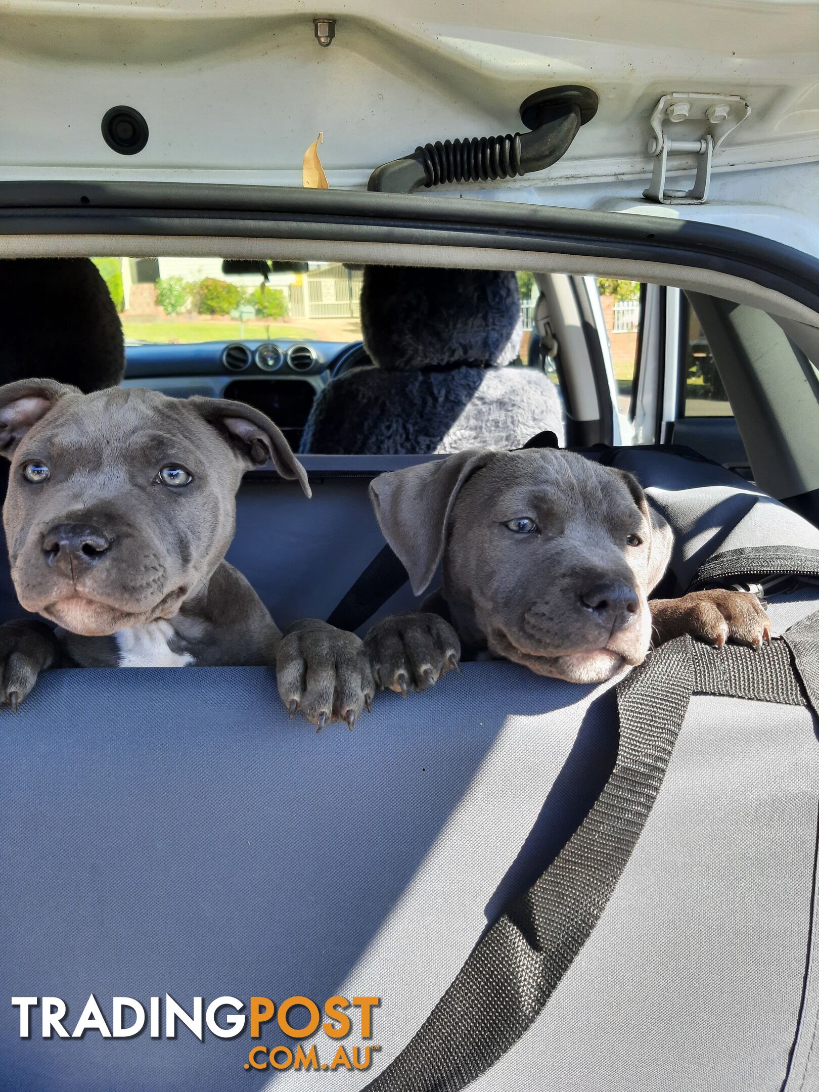 Blue AmStaff Puppies