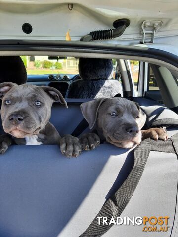 Blue AmStaff Puppies