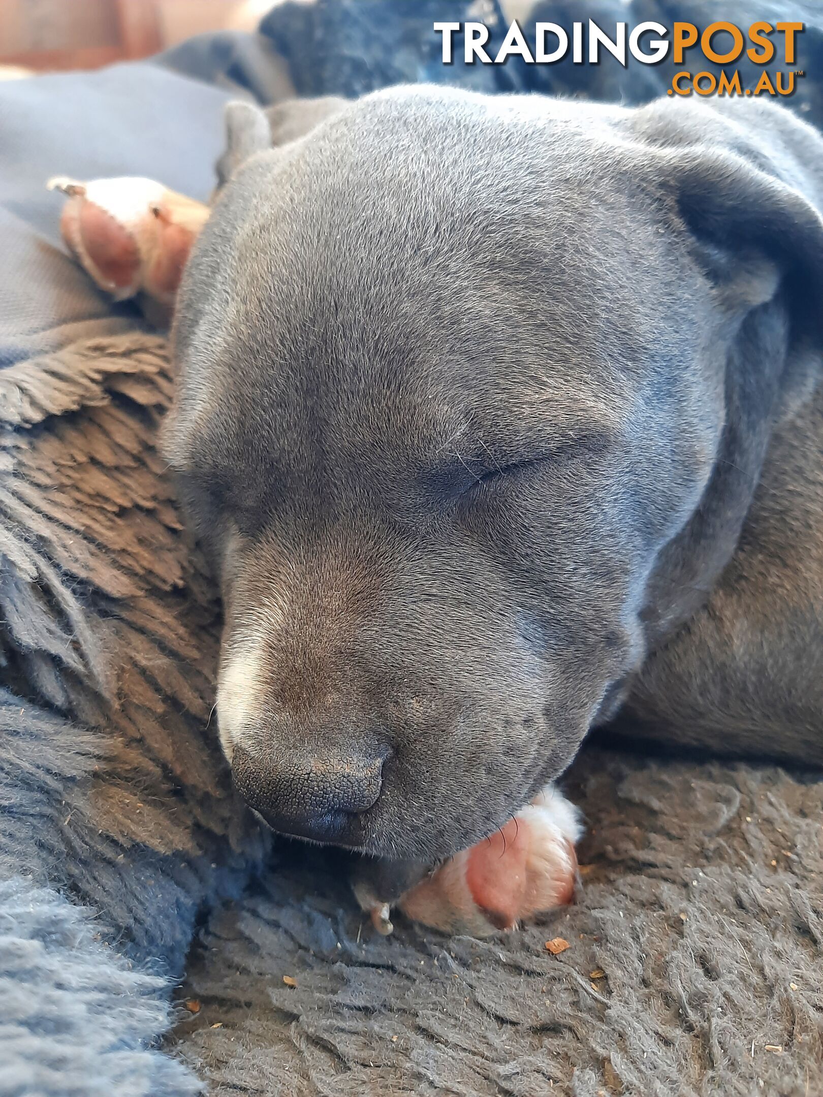 Blue AmStaff Puppies