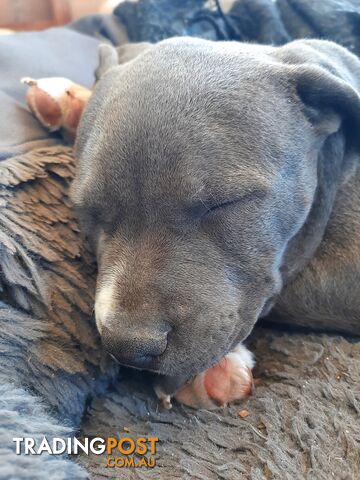 Blue AmStaff Puppies