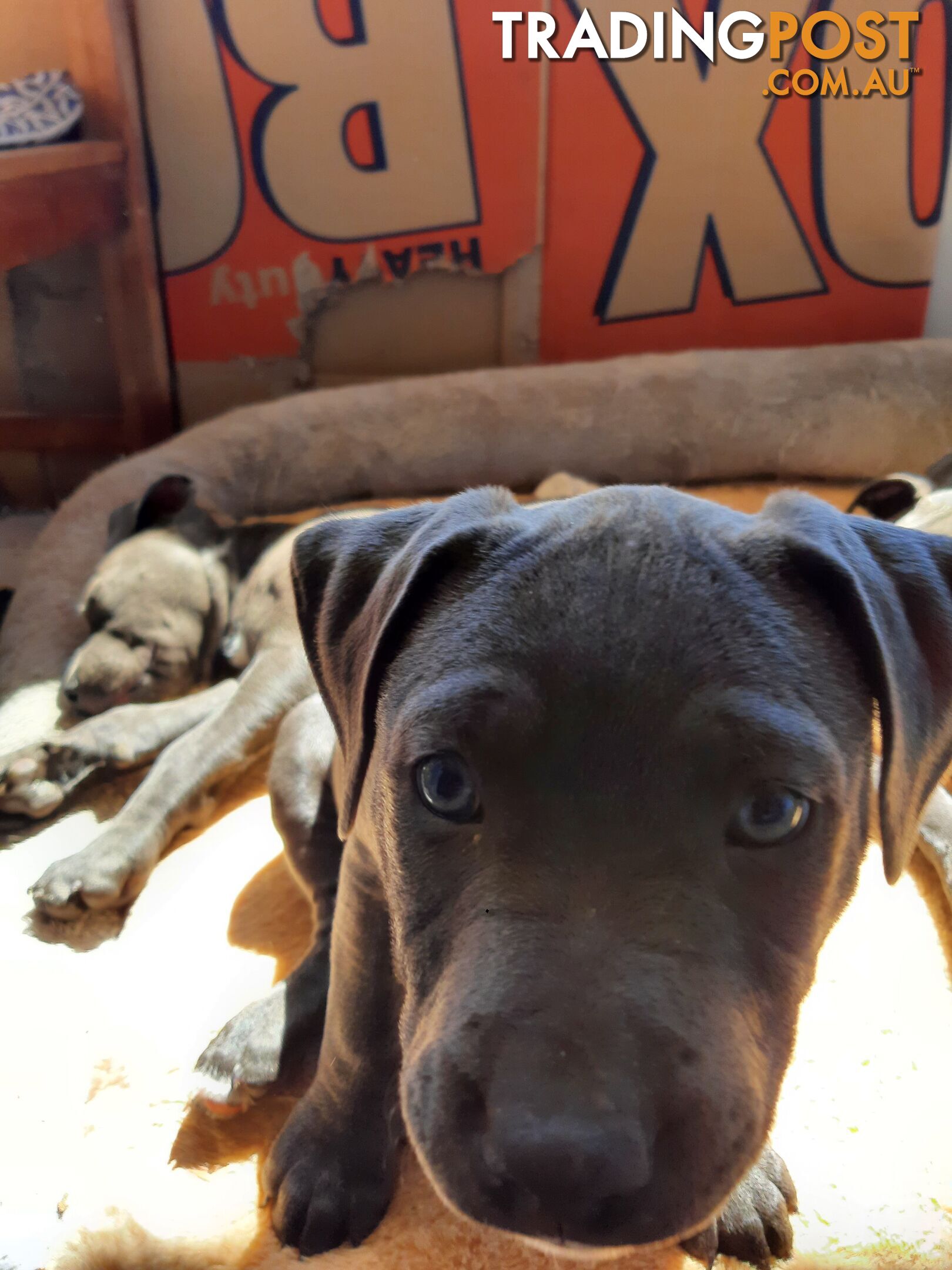 Blue AmStaff Puppies