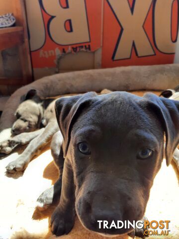 Blue AmStaff Puppies