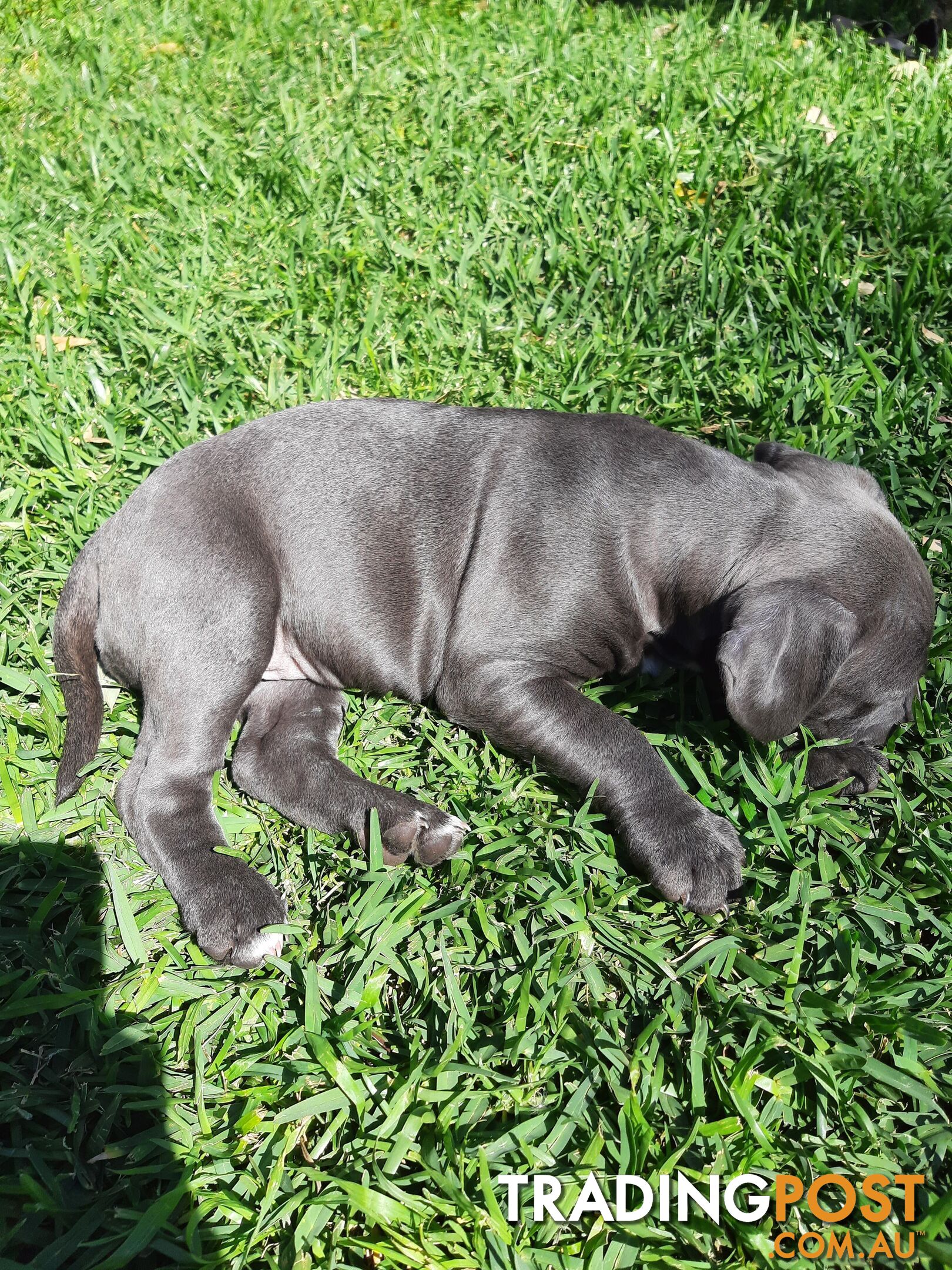 Blue AmStaff Puppies