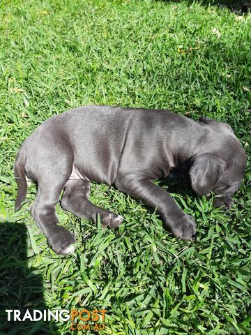 Blue AmStaff Puppies