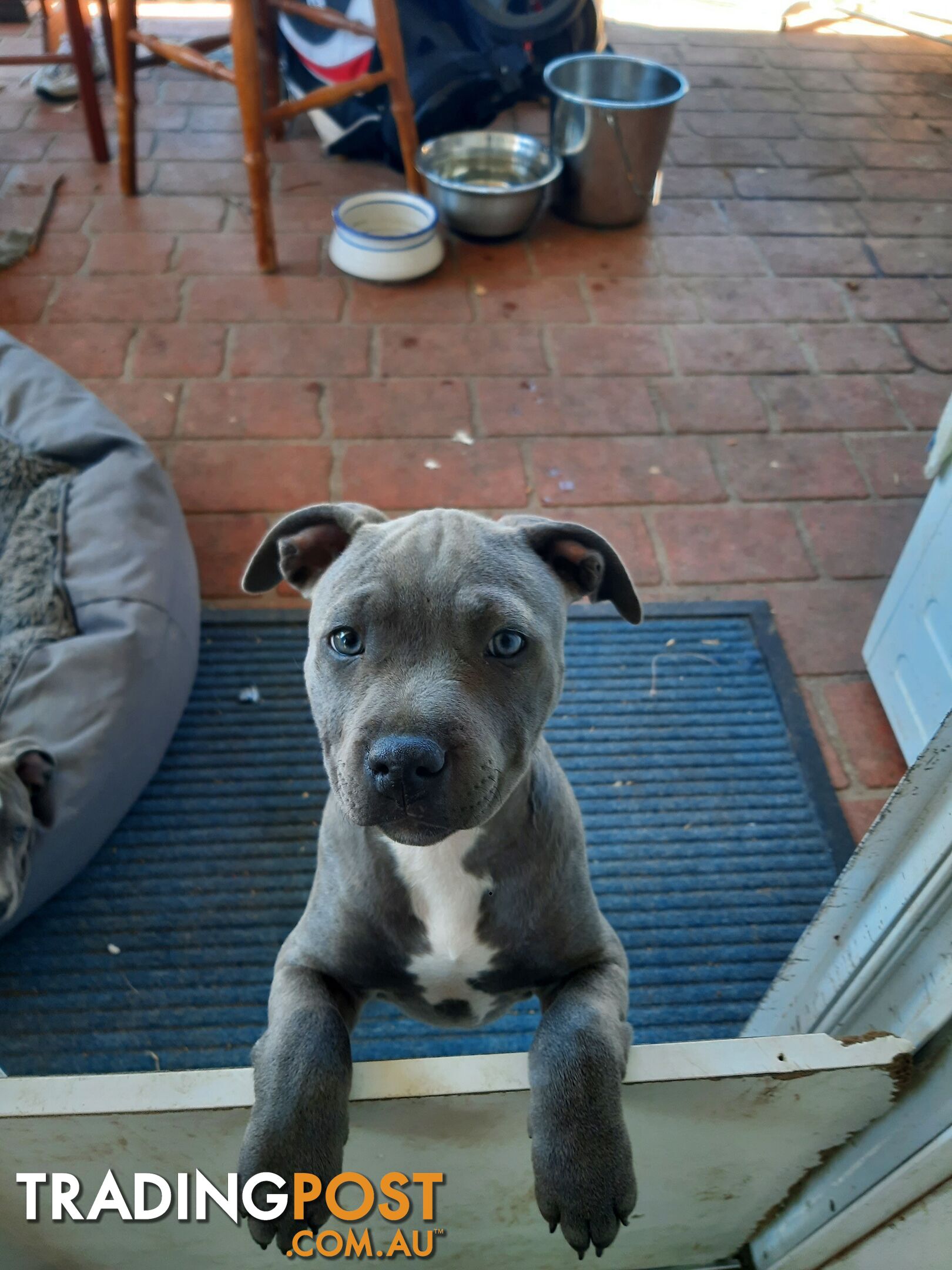 Blue AmStaff Puppies