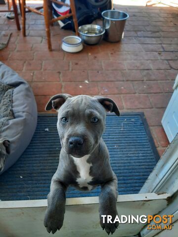 Blue AmStaff Puppies