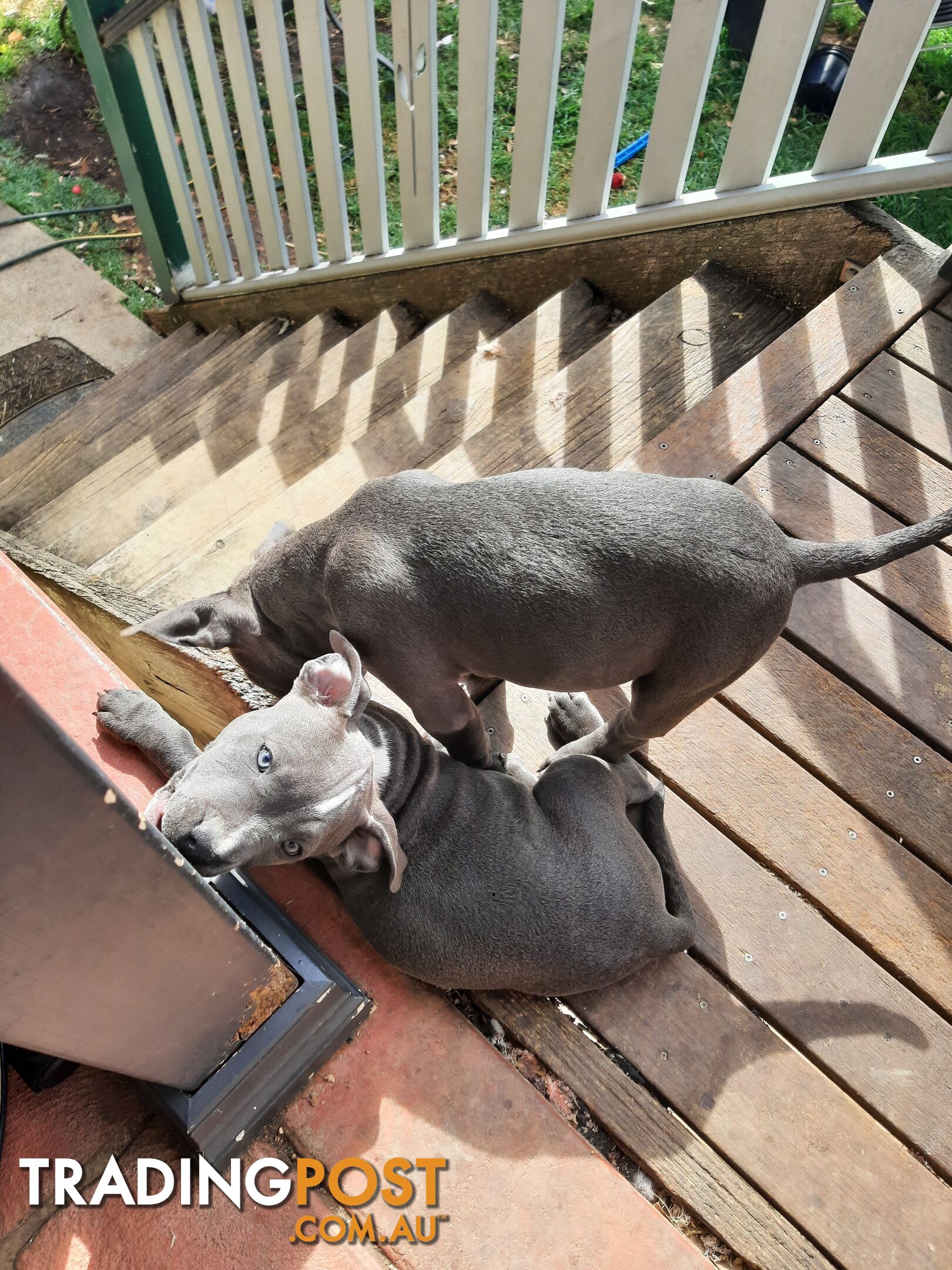 Blue AmStaff Puppies