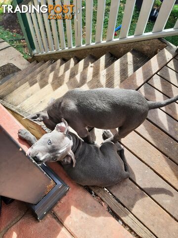 Blue AmStaff Puppies