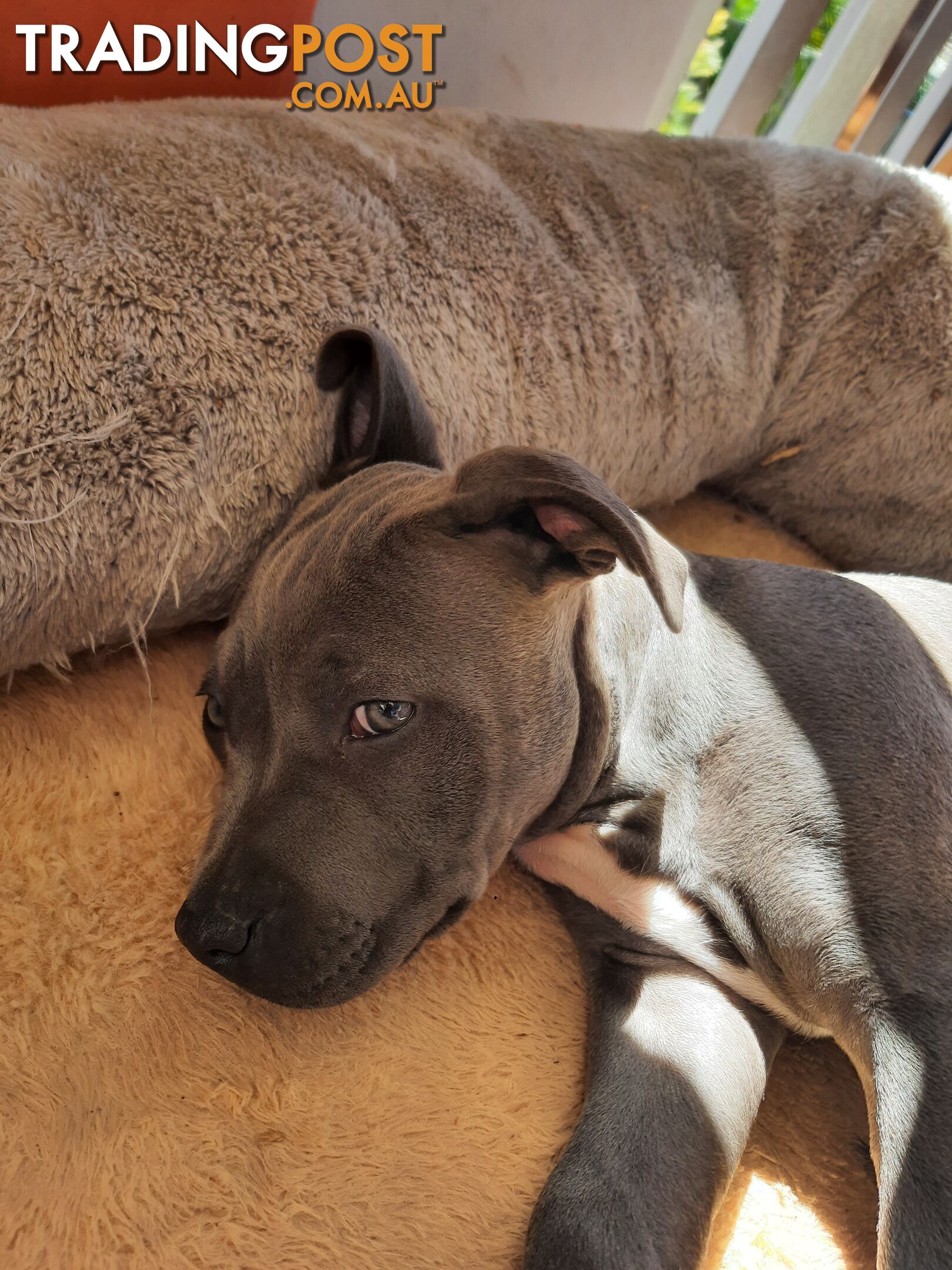 Blue AmStaff Puppies