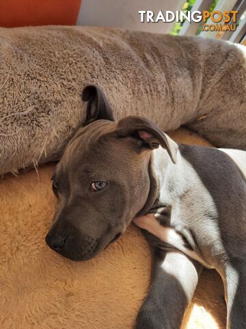 Blue AmStaff Puppies