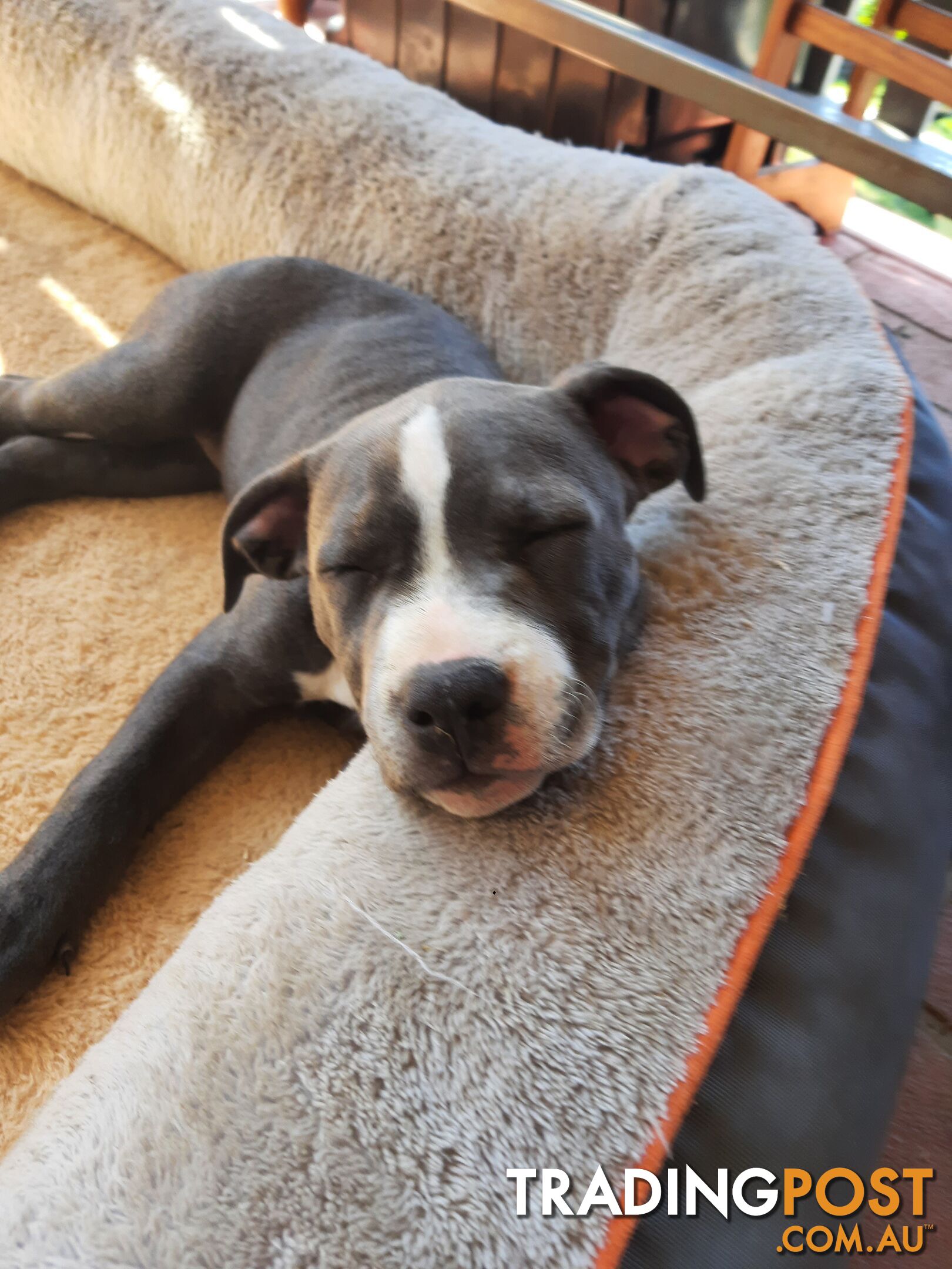 Blue AmStaff Puppies