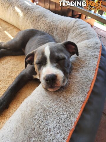 Blue AmStaff Puppies