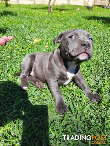 Blue AmStaff Puppies