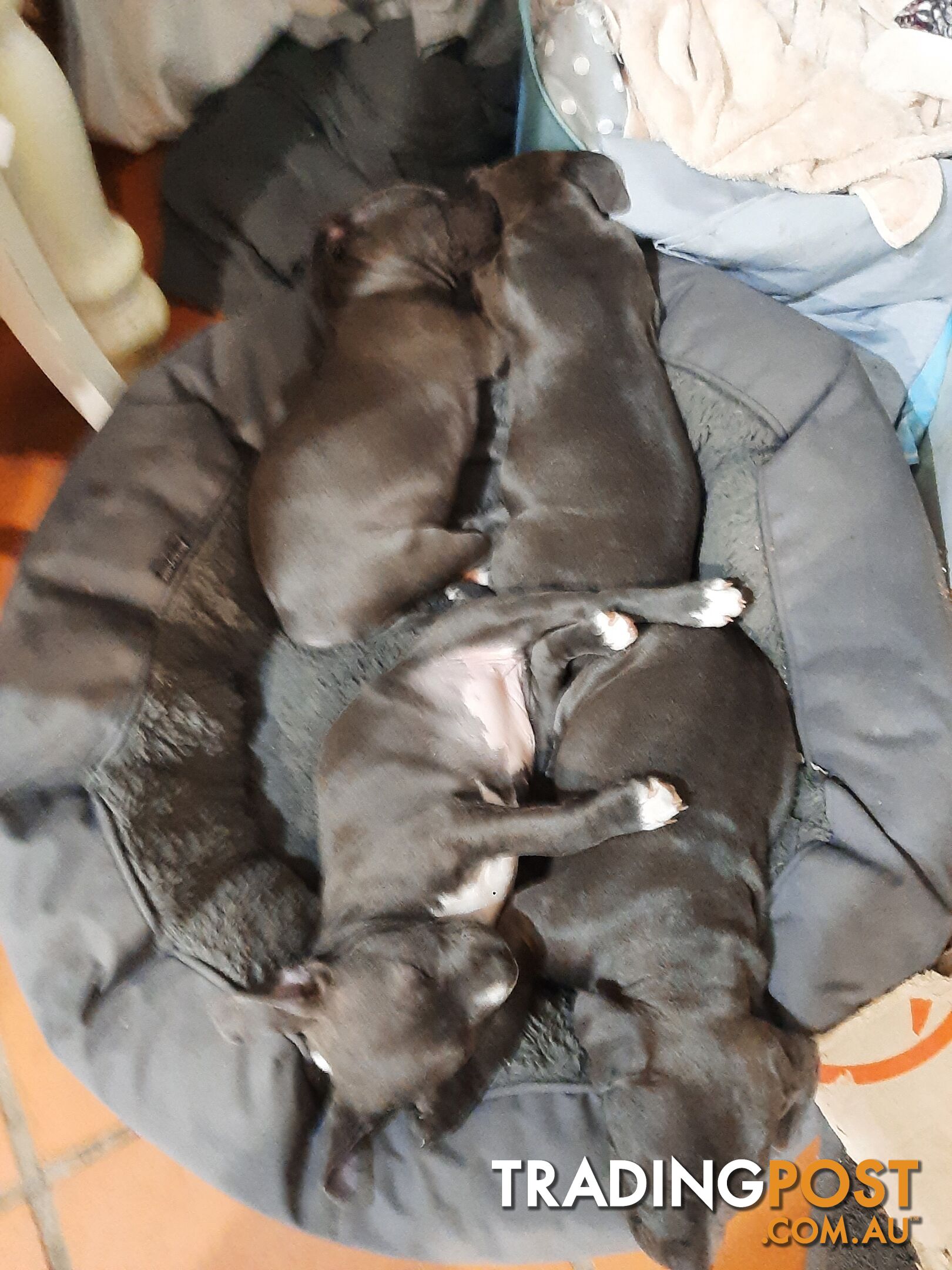 Blue AmStaff Puppies