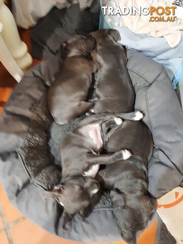 Blue AmStaff Puppies