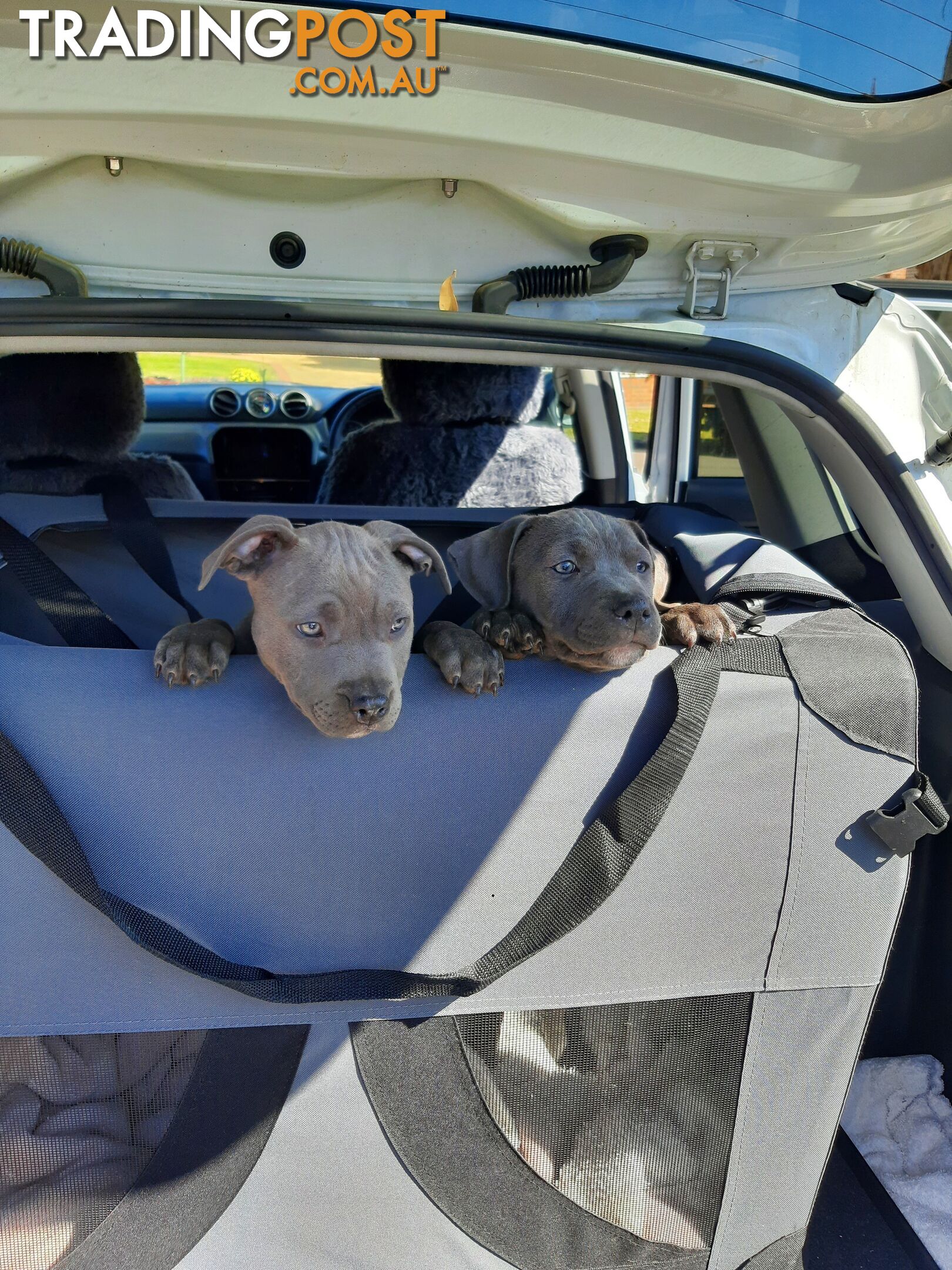 Blue AmStaff Puppies