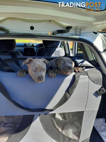 Blue AmStaff Puppies