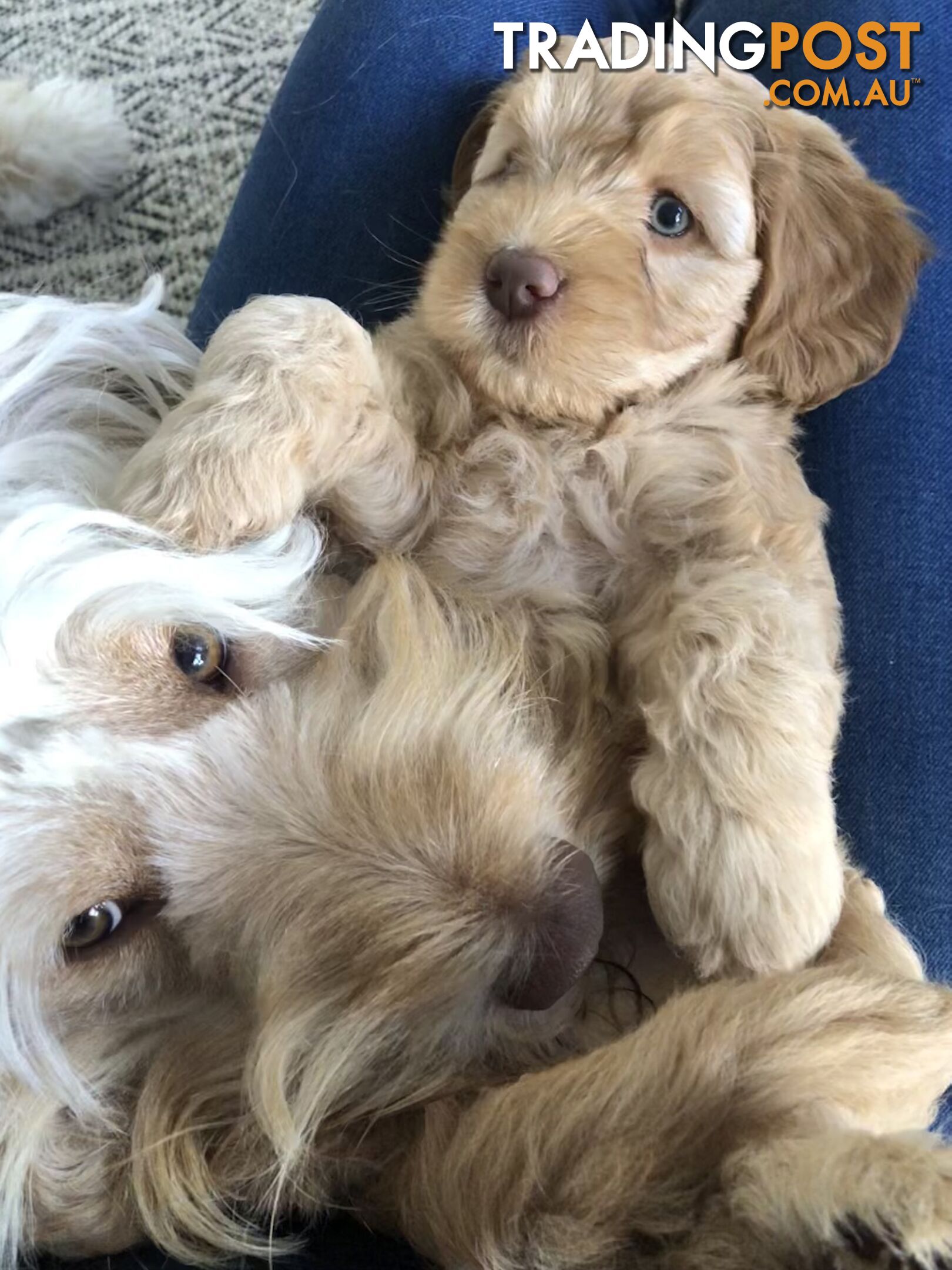 Australian Cobberdogs