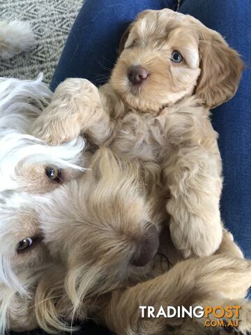 Australian Cobberdogs