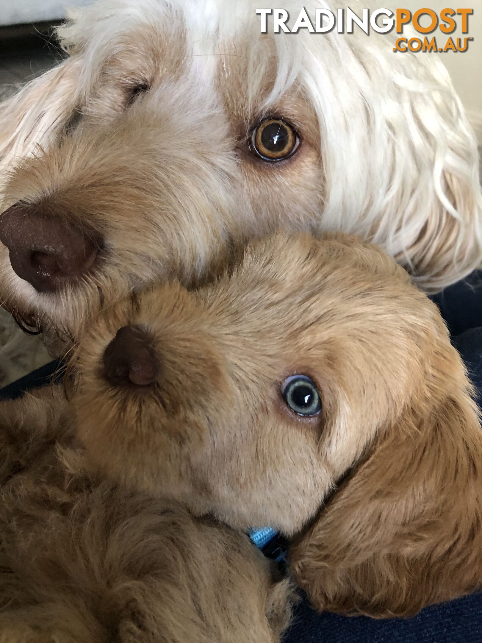 Australian Cobberdogs