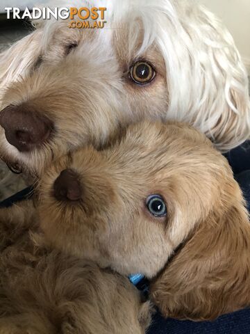 Australian Cobberdogs