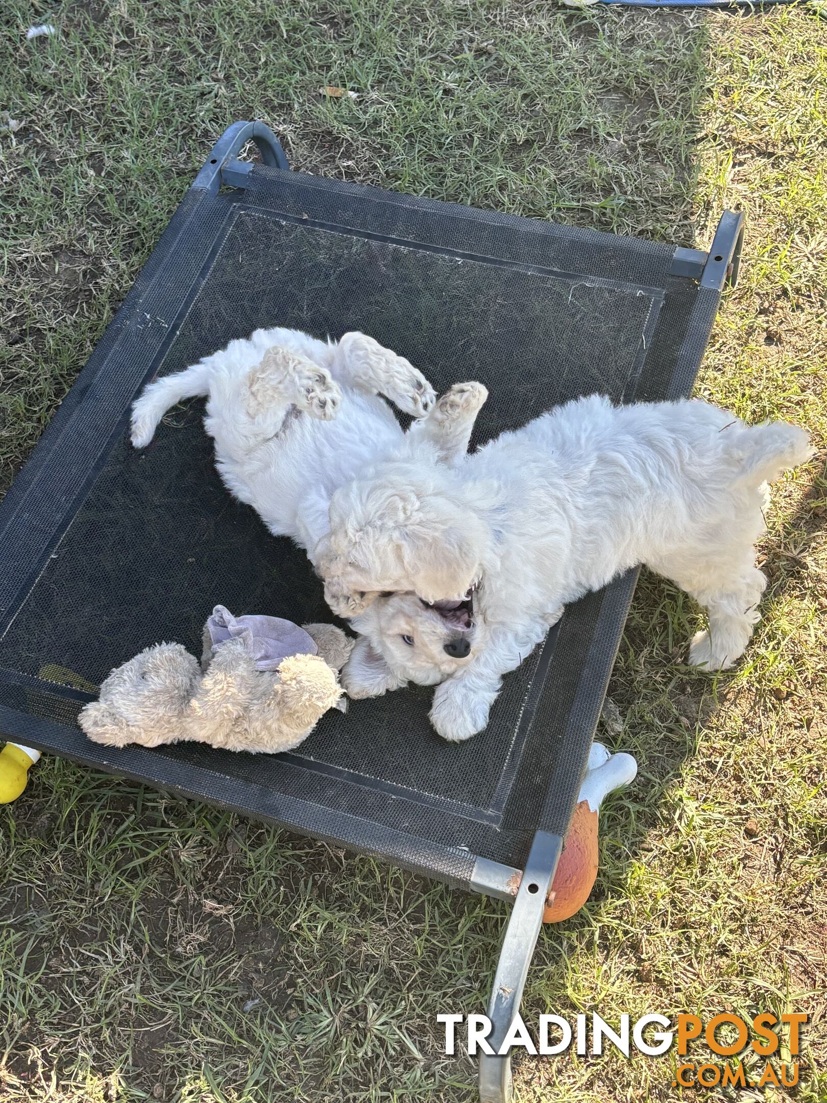 Poodle cross Puppies
