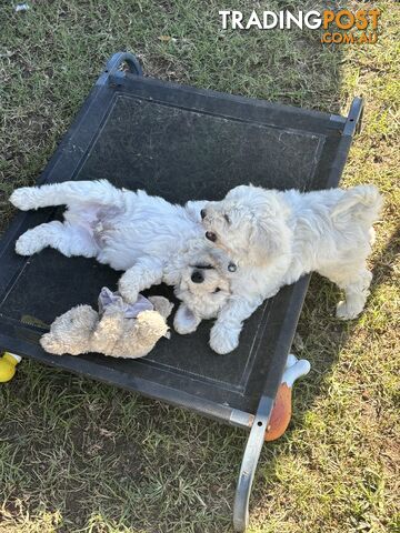 Poodle cross Puppies