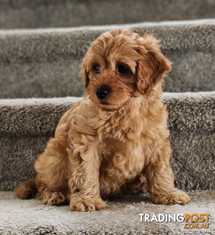 Cavoodle puppies