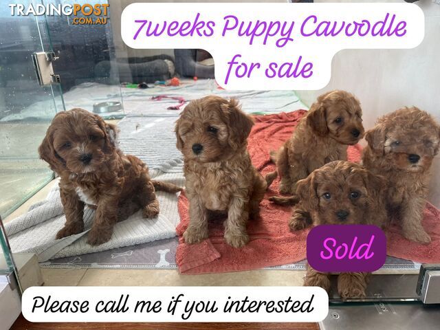 Cavoodle puppies