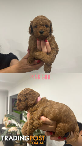 X4 Gorgeous Cavoodle Puppies