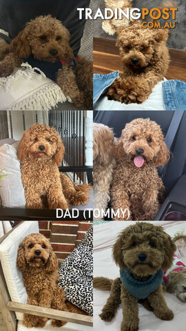 X4 Gorgeous Cavoodle Puppies