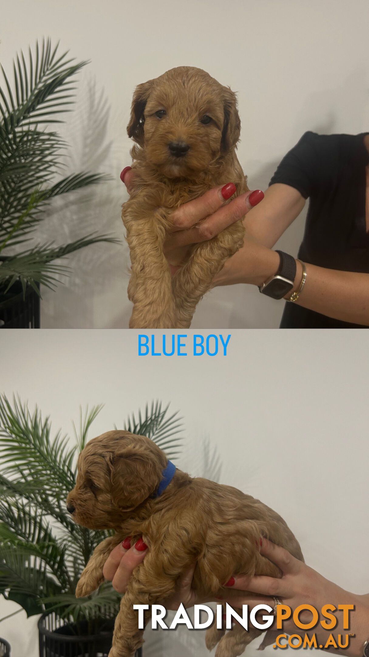 X4 Gorgeous Cavoodle Puppies