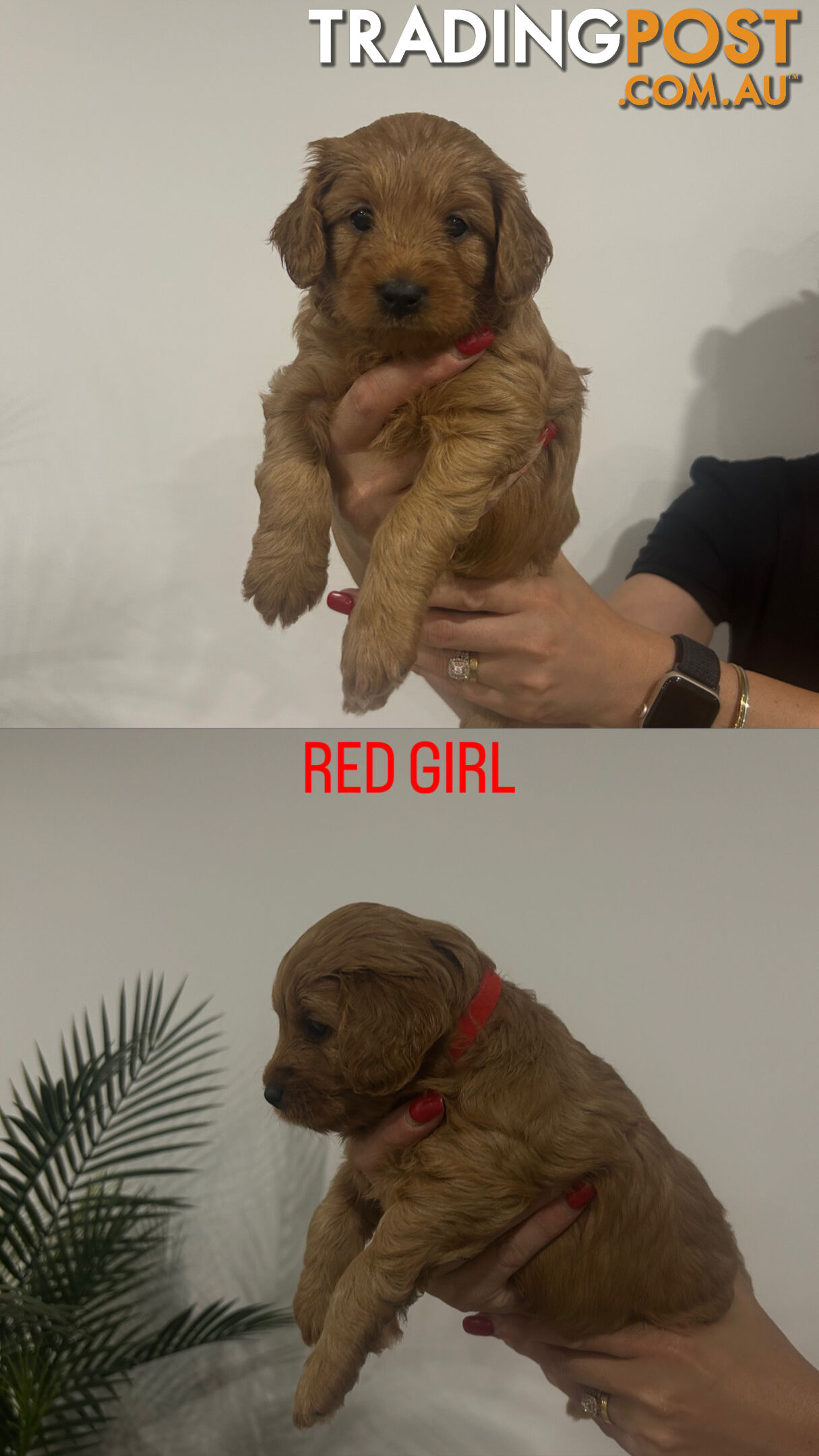 X4 Gorgeous Cavoodle Puppies