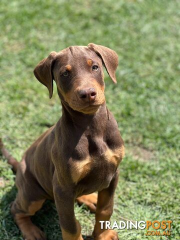 Purebred Doberman Puppies