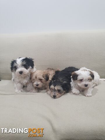 Gorgeous Maltese Shih Tzu for sale