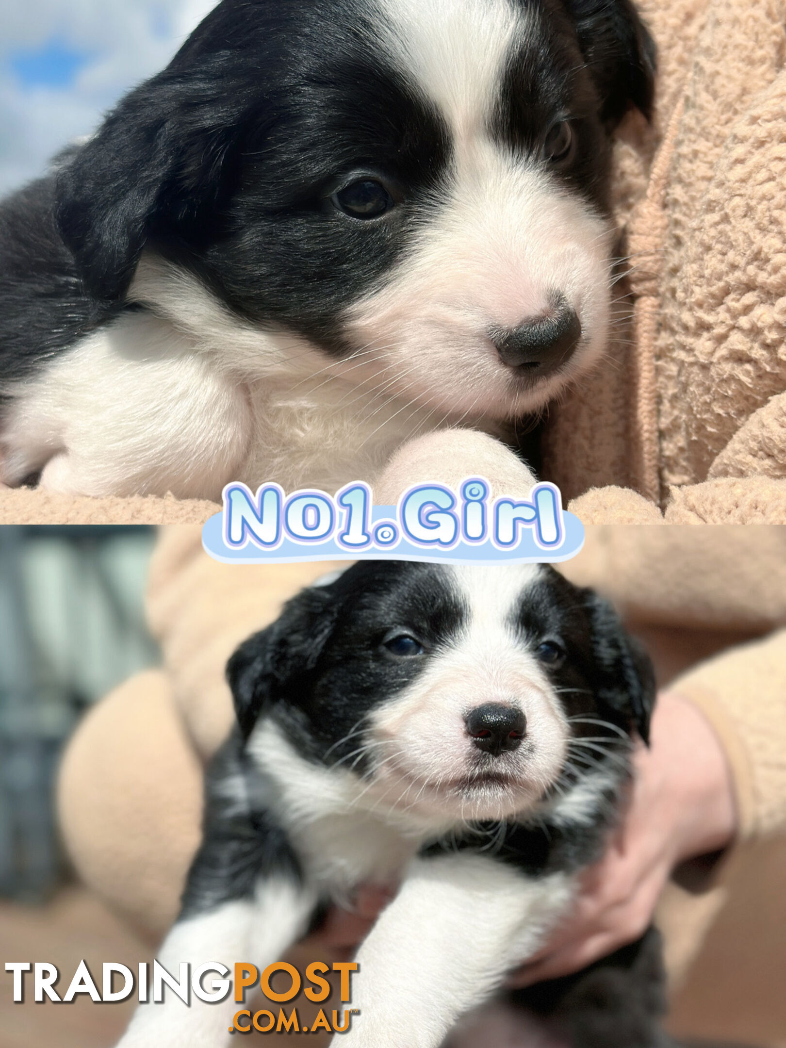 「PureBred」Adorable Border Collie Puppies Looking for Loving Families