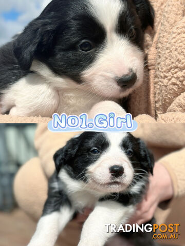 「PureBred」Adorable Border Collie Puppies Looking for Loving Families