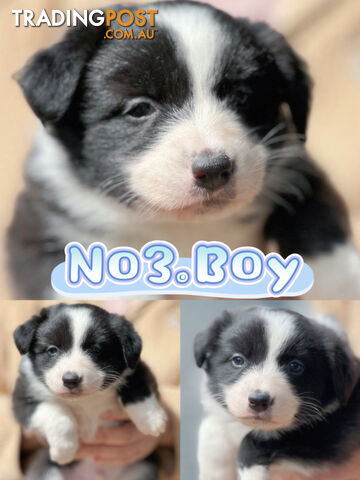 「PureBred」Adorable Border Collie Puppies Looking for Loving Families