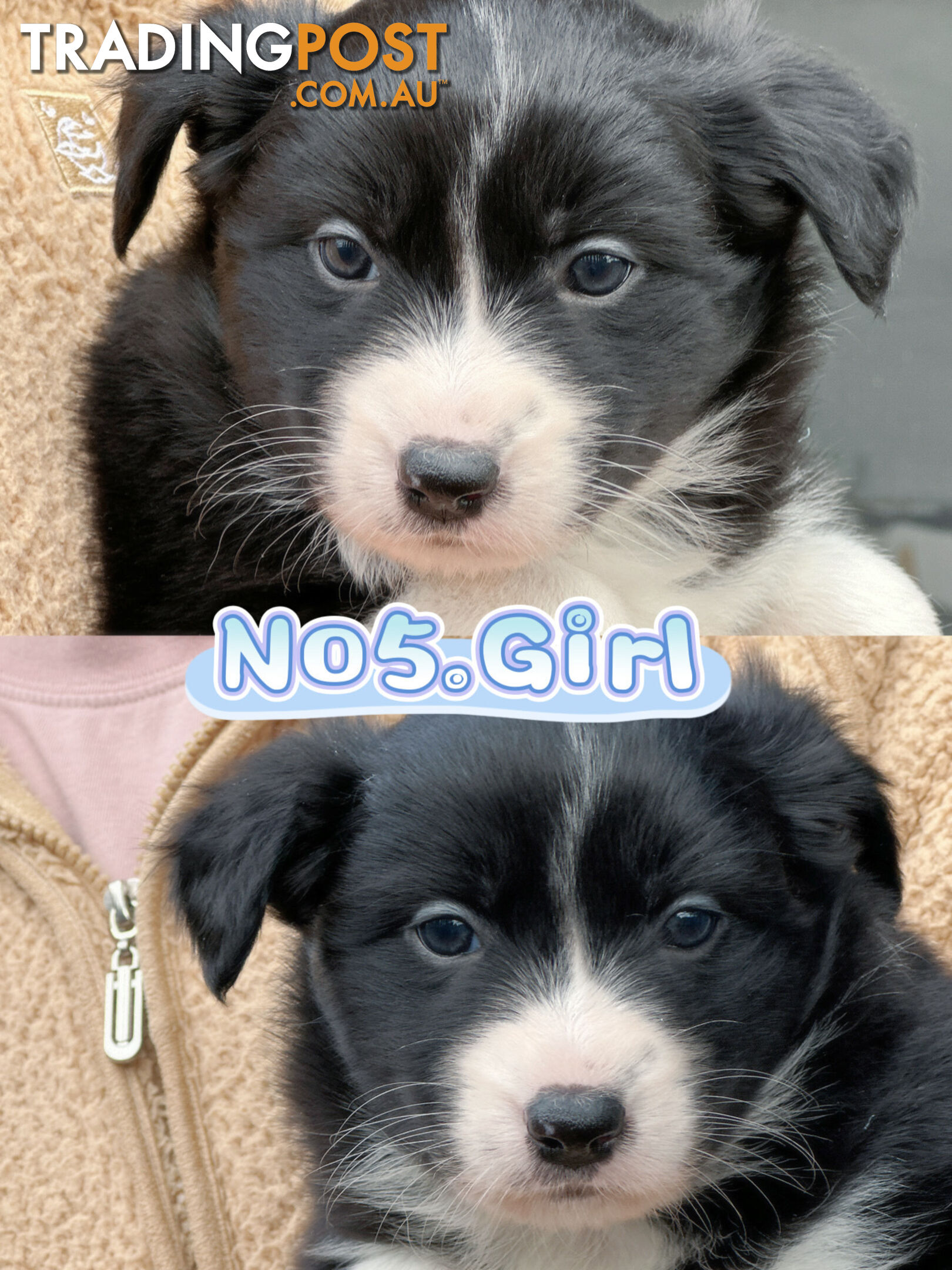 「PureBred」Adorable Border Collie Puppies Looking for Loving Families