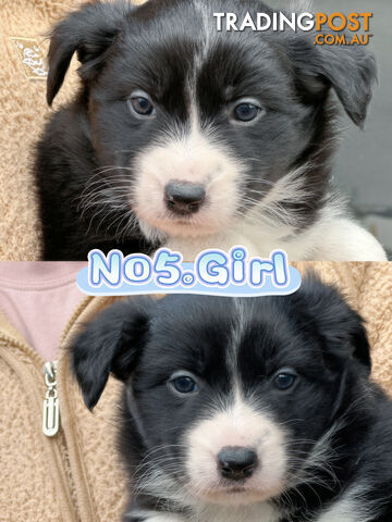 「PureBred」Adorable Border Collie Puppies Looking for Loving Families